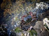 Crab 3.jpeg