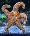 Posing starfish.jpeg