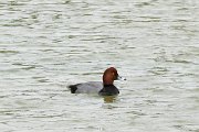 Redhead.jpg