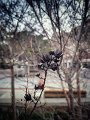 Spring on campus 2019 02.jpeg